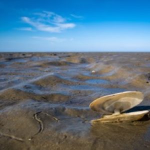 Wattenmeer