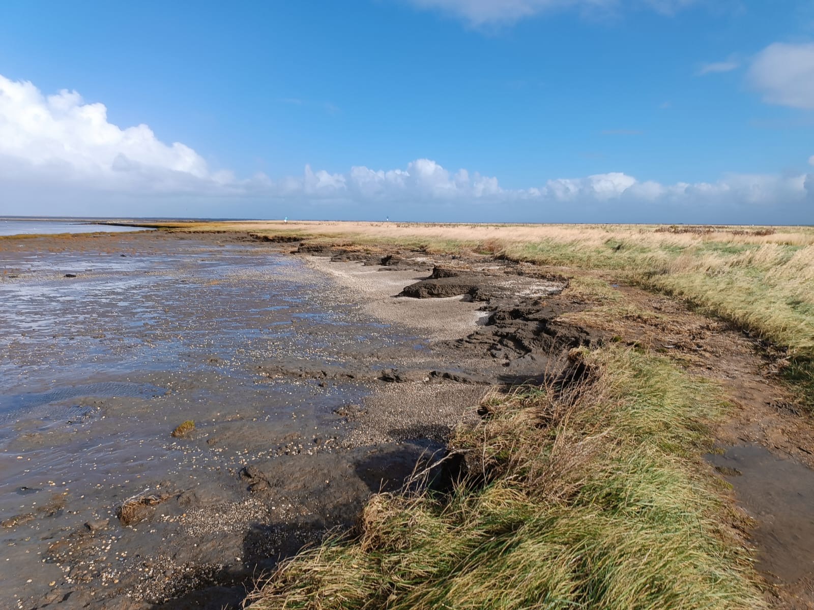 Bild von einer Salzwiese im Ökosystem Wattenmeer.