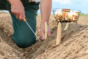 Abbildung 10: Spargelernte (Quelle: Shutterstock)