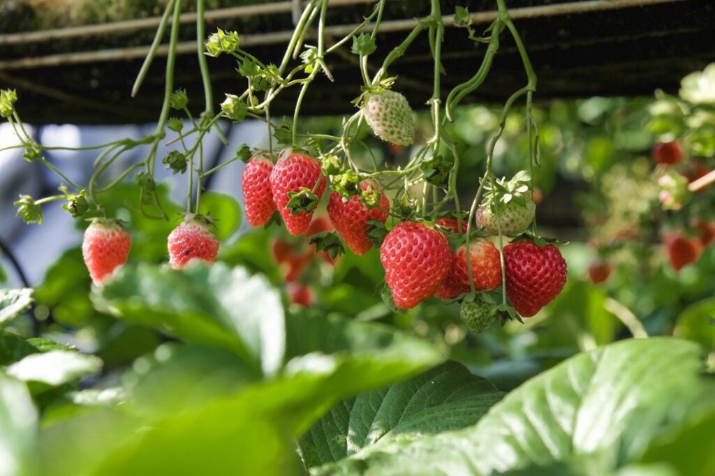 Erdbeeren (Quelle: freepik)